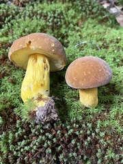 Boletus auripes