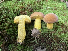 Boletus auripes