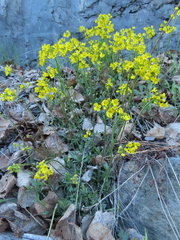 Draba sibirica