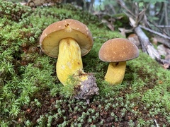 Boletus auripes
