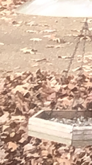 Haemorhous purpureus