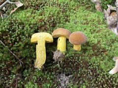 Boletus auripes