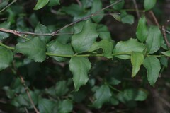 Halleria lucida