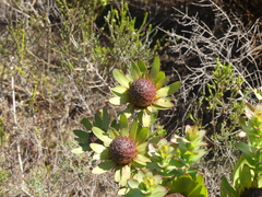 Leucadendron elimense elimense