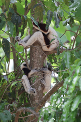 Propithecus coquereli