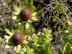 Leucadendron elimense elimense
