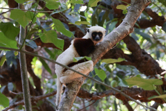 Propithecus coquereli