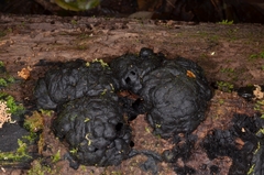 Kretzschmaria macrosperma