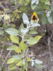 Encelia palmeri