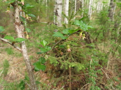 Ribes aciculare