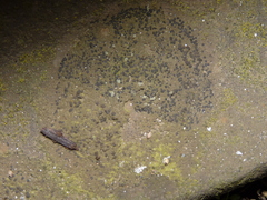 Lecidella