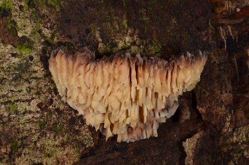 Elmerina holophaea
