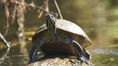 Pseudemys peninsularis