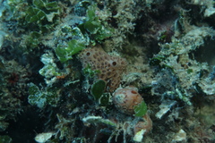 Hemimycale columella