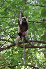 Propithecus coquereli