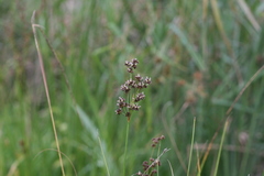 Juncus oxycarpus