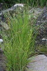 Juncus oxycarpus