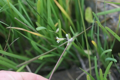Tulbaghia acutiloba