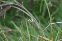 Tulbaghia acutiloba