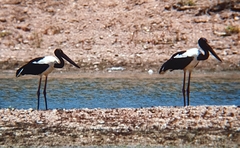 Ephippiorhynchus asiaticus