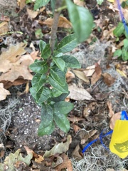 Sideroxylon alachuense