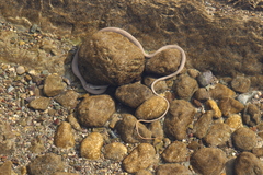 Platyceps rhodorachis