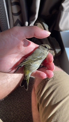 Leiothlypis peregrina