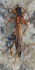 Necydalis major