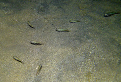 Taeniamia bilineata