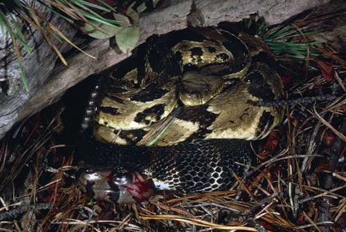 Timber Rattlesnake photographed in New Jersey