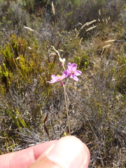 Ixia stricta