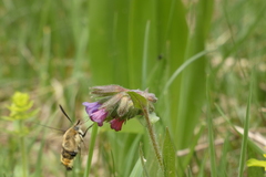 Hemaris tityus