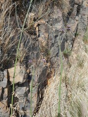 Verbena litoralis