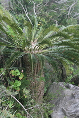 Encephalartos altensteinii