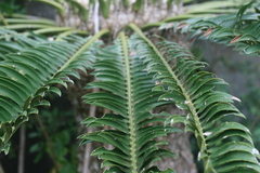 Encephalartos altensteinii