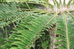 Encephalartos altensteinii