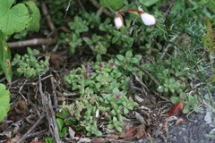 Delosperma
