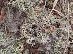 Cladonia leporina