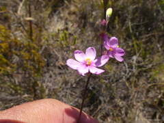 Ixia stricta