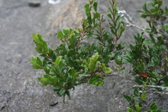 Diospyros scabrida