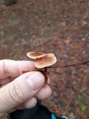 Gymnopus brassicolens