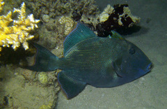 Pseudobalistes fuscus