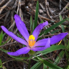 Vellozia dasypus