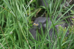 Tulbaghia acutiloba
