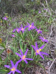 Vellozia dasypus