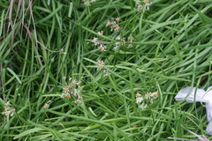 Tulbaghia acutiloba