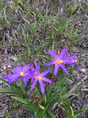 Vellozia dasypus