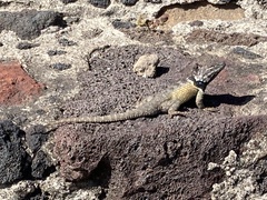 Sceloporus mucronatus