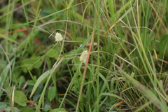 Cyperus sesquiflorus