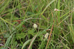 Cyperus sesquiflorus